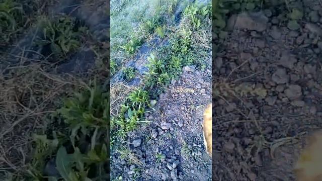 Чому жовтіють кабачки, чим підживити? смотреть онлайн