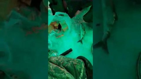 Омуль с глубины 200 метров.