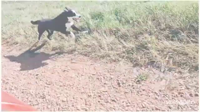 Эльза, вперед! смотреть онлайн