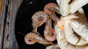 Пошаговый рецепт Как готовить Суши Ролли с королевской креветкой/ сыром Филадельфия/ авокадо/