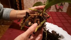 Орхидея, удаляем торфяной стаканчик с корней.