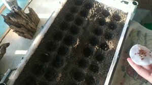 Посадка редиса на подоконнике