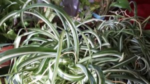 Комнатные цветы. Сентябрь. Хлорофитум Бонни .