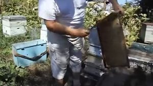 почему пчелы злятся при отборе меда, и что делать чтобы пчелы не злились