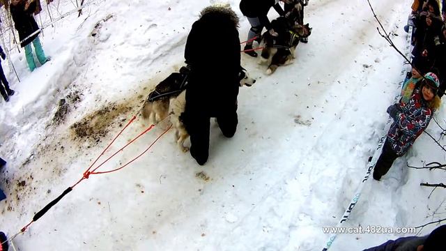 4 часть, #Winterdogfest Winter dog fest 2019, Харьков, Лесопарк, 02022019, собаки смотреть онлайн