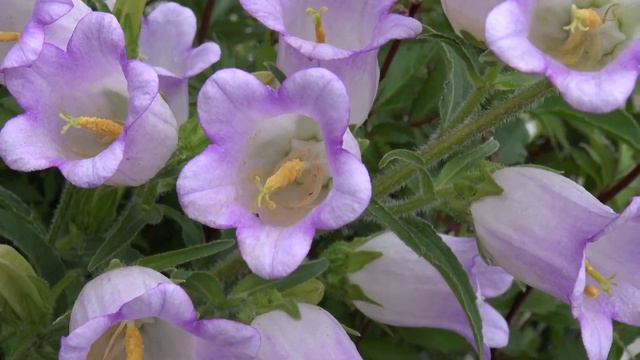 Цветы в моём полесаднике. 2016 | После дождя. смотреть онлайн