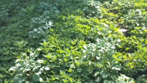 Мотоблок Kipor KDT 610Е - окучивание картошки активной фрезой