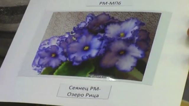 ДФ. Н.Скорнякова: новинки селекции сенполий РМ-