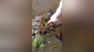 Проверка капканов на ондатру!