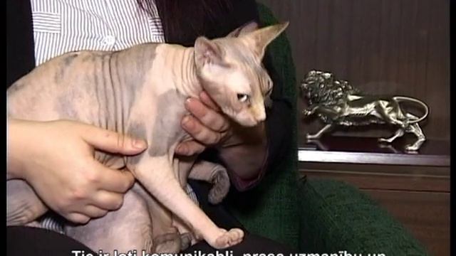 Сфинксы