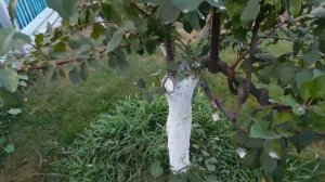 КОЛОНОВИДНАЯ АЛЫЧА. ОБЗОР ПЛОДОНОШЕНИЯ