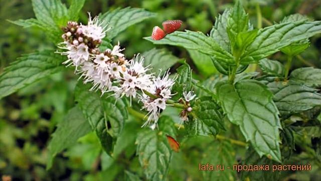 Мята садовая (mentha spicata) ? садовая мята обзор: как сажать, саженцы мяты