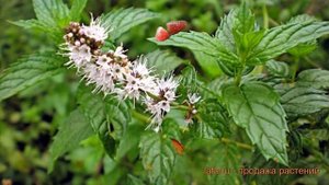 Мята садовая (mentha spicata) ? садовая мята обзор: как сажать, саженцы мяты