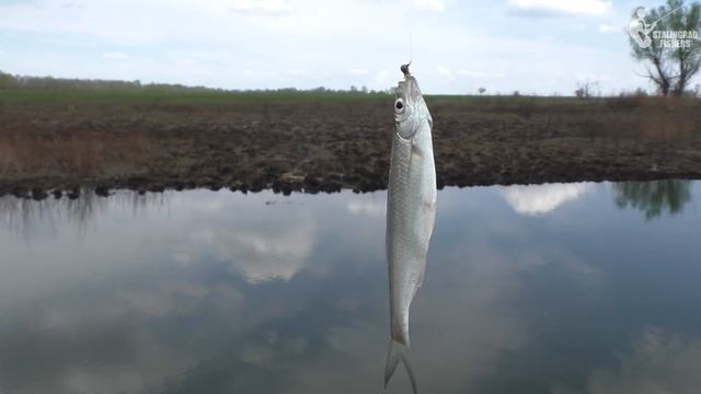 НАШЁЛ ЛУЖУ С РЫБОЙ и попробовал там половить. Рыбалка во время половодья смотреть онлайн