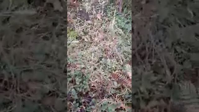 Красивейшее растение -паразит на клумбе!