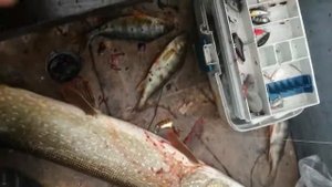 жаровские озера, ловим щук