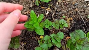 7 СОРТОВ МЯТЫ. Ананасная, шоколадная, имбирная, ментол и другие.