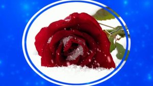 Футаж. Цветы на снегу 18  Footage. Flowers in the snow 18