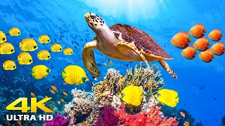 Aquarium релакс  Sea Animals With Relaxing Music - Rare & Colorfu. смотреть онлайн