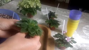Мини фиалки. Пересадка. Фитиль для мини фиалок