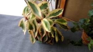 ПЕПЕРОМИЯ сорта, уход и НОВОЕ РАСТЕНИЕ