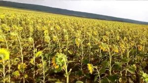 Гусеница, совка на подсолнечнике Мас 85 СУ.