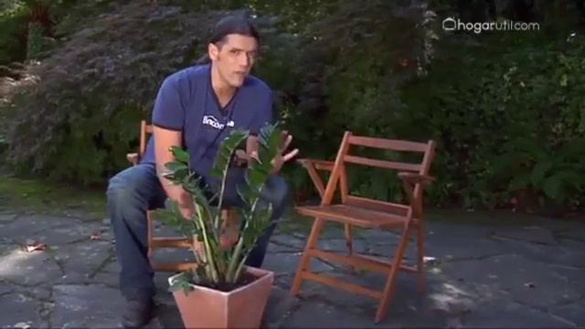 Zamioculca, cómo cuidarla - Bricomanía - Jardinatis смотреть онлайн