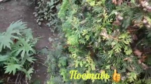 Как подготовить Туи к Зиме. Стрижка.