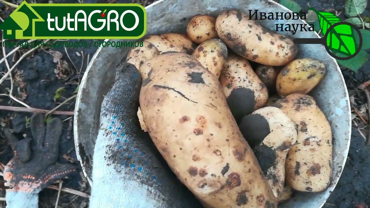 Картофелина каждая с ладонь и на засухе. Спунта впечатляет! Без полива и окучивания и такой урожай!