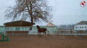 Жеребец Тенор | Конный Завод им Первой Конной Армии