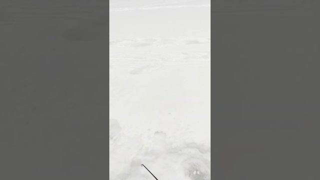 Барс следопыт привез в цернск смотреть онлайн