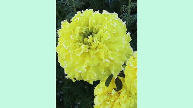 В НОЧЬ С ПЯТНИЦЫ НА СУББОТУ...(заморозки на почве) смотреть онлайн