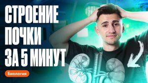 Строение почки за 5 минут | ОГЭ по биологии | Федор Агеев