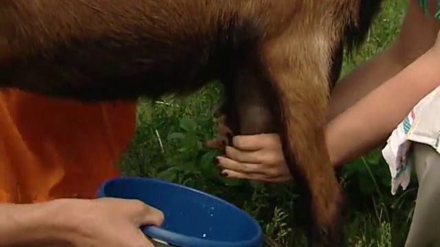 Доим козу и пробуем козий сыр смотреть онлайн