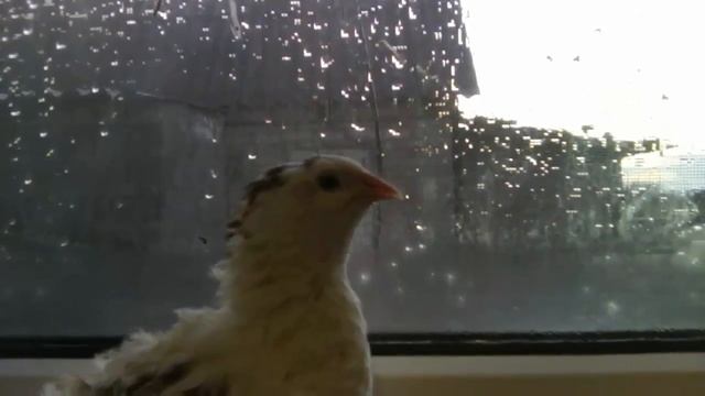 перепелка поет на окне смотреть онлайн