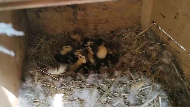 Индоутки. Мускусные утки. Переезд в новые ясли. Соединяем утят от разных уток смотреть онлайн