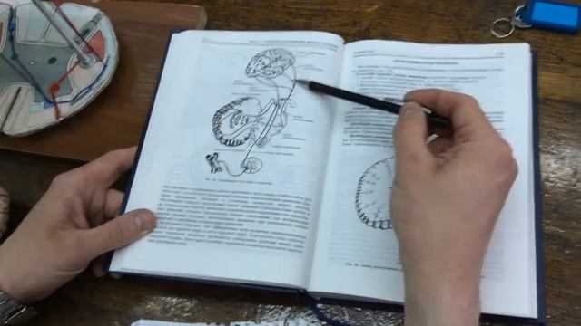 Мозжечок, средний мозг, pt 2 смотреть онлайн