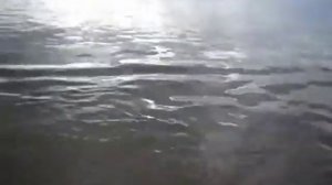 Жерех на бомбарду