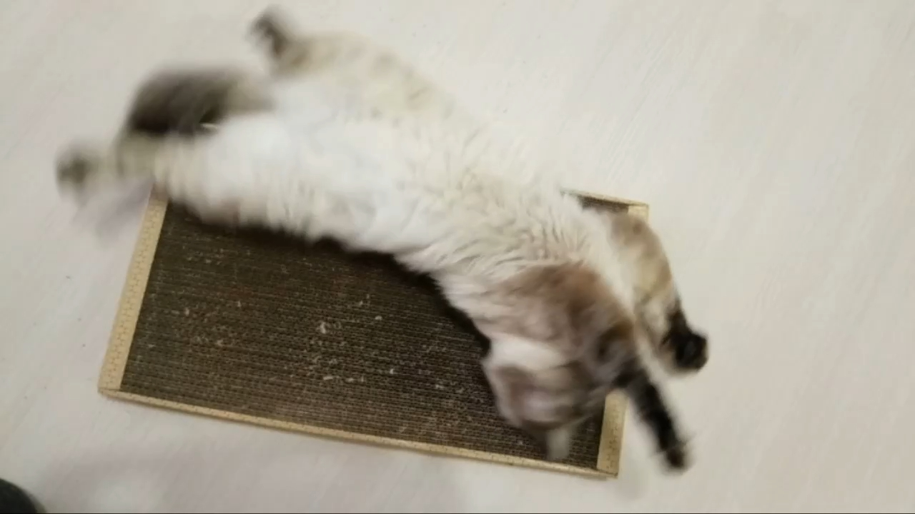 Когтедралка - лучший подарок коту на день рождения.