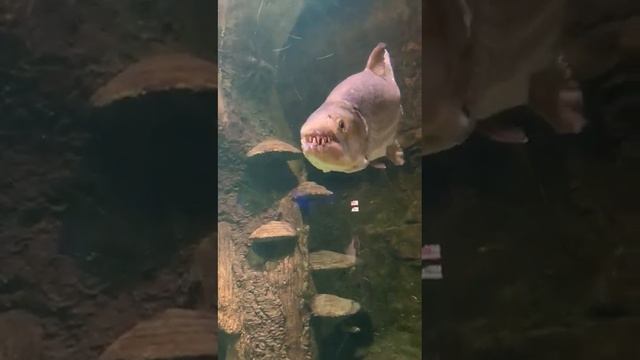 Вот это зубки!. смотреть онлайн