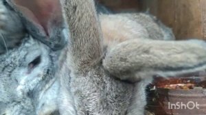 Крольчата Фландр / Обзор / Как правильно делать осмотр гнезда