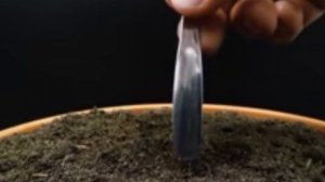 Выращивание огурцов зимой  Очень простой способ