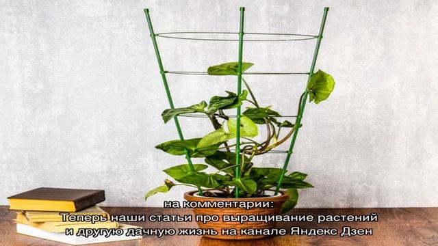 Применение Корневина для комнатных растений — выращиваем цветы быстро