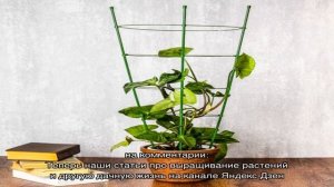 Применение Корневина для комнатных растений — выращиваем цветы быстро