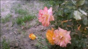 Цветочный  Сад