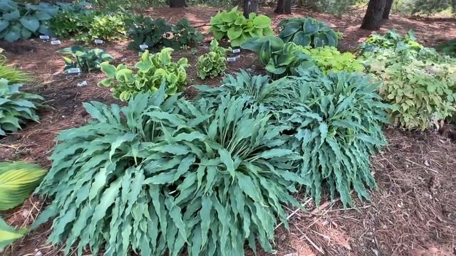 Hosta Garden Tour At Walters Gardens