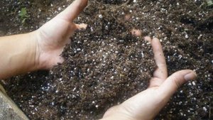 Бизнес на 100 лет Бизнес идея на выращивание фундука Фундуковый сад