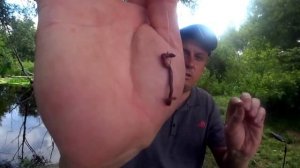 Рыбаки насаживают червя на крючок неправильно! Вот так надо.