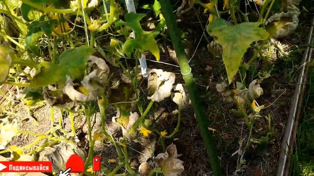 18.07.20 Садовый магазин. Цветок для соседки. Мои бедные огурчики. Празднование Дня рождения в саду смотреть онлайн