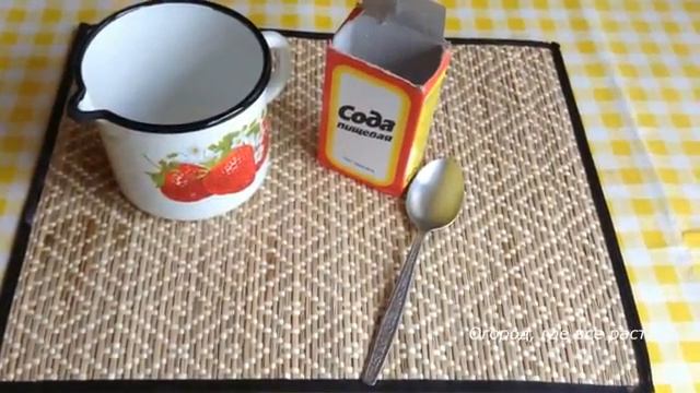 Что важно сделать для баклажанов в августе.mp4 смотреть онлайн